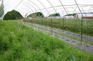 Spring cover crops in the Haygrove tunnel at Peregrine Farm.