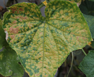 Cover photo for Cucurbit Downy Mildew Confirmed in Chatham County