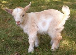 Cover photo for Goat Production Meeting