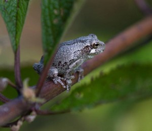 Cover photo for Chatham Conservation Partnership Meeting About Frogs and Their Habitat