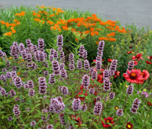 May 21 snapshot of one of the pollinator garden beds featuring downy wood mint, butterfly weed, and lanceleaf blanketflower.