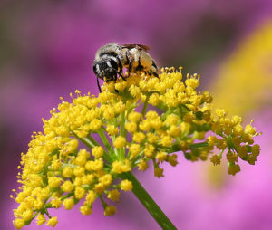 Mining bee on golden alexander.