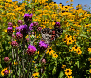 American lady butterfly on blazing star (Liatris ligulistylus).