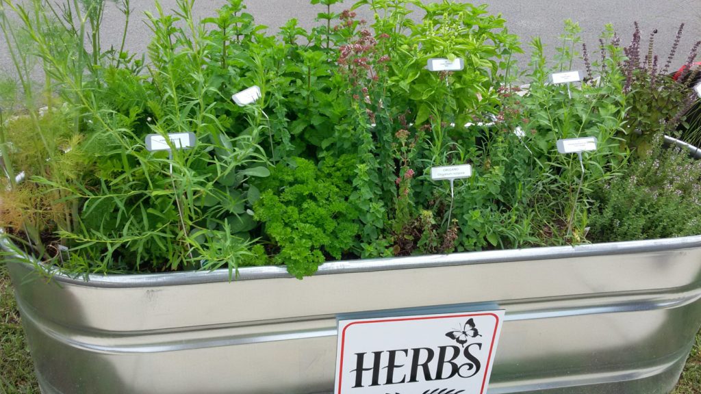 A livestock watering trough into which has been converted into a planting container for herbs.