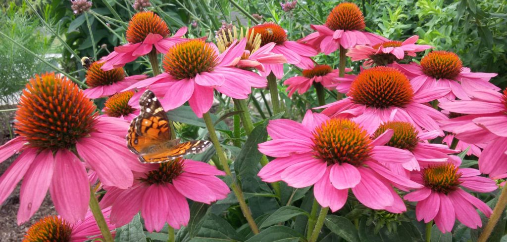 A butterfly on a purple coneflower plant. 