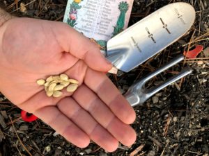 Cover photo for Seeds vs. Transplants for Vegetable Gardening