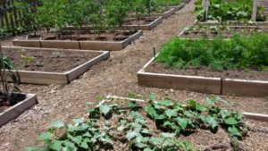 Raised beds for vegetable production