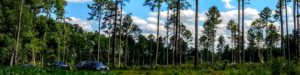 Cover photo for Managing Your Growing Timber: Webinar for Woodland Owners