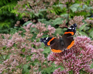 Cover photo for Enjoy an August Virtual Tour of the Pollinator Paradise Garden!