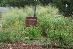 Cover photo for Extension Master Gardener Volunteers Solve a Stormwater Problem