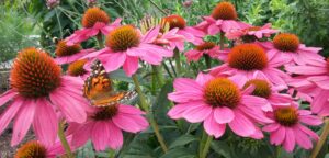 Cover photo for Join an On-line Garden Chat: Gardening in Harmony With Nature