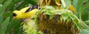 Goldfinch feeding on sunflower