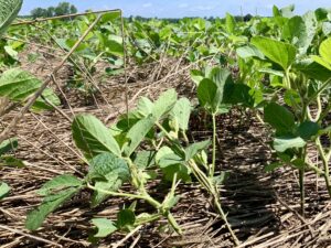 Cover photo for PFP21: Think About Pests When Terminating Cover Crops Prior to Planting Soybeans
