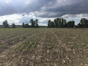 Cover photo for PFP21: Soybean Preemergence Herbicide Decisions