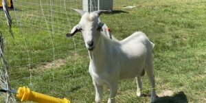 Warren County Small Ruminant Day