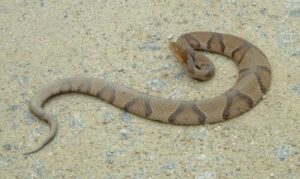 Picture of a copperhead snake