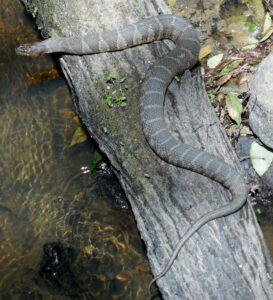 Photo of a water snake
