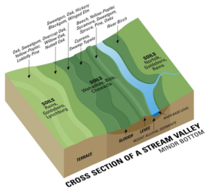 Soils and species in different landscape positions in a large river valley in the coastal plain.
