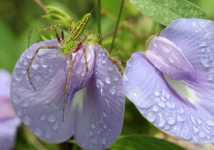 Green lynx female on spurred butterfly pea vine (Centrosema virginianum).
